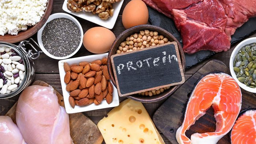 Macronutrition Part I: Protein
